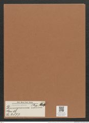 Dimerogramma nanum (Greg.) Ralfs. (de-Toni-Nr.: Genus 80, Species 2877) Zeichnungen Sammlung Grunow Mappe 03042 (Herbarium_W_Grunow_drawings_Folder_03042)